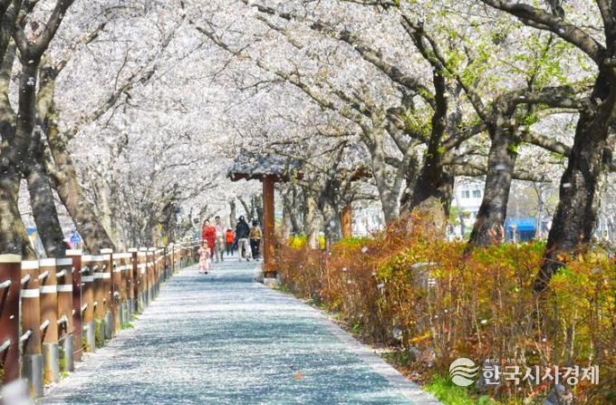 순창 옥천골 벚꽃축제 북적