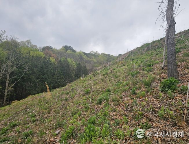 진주시,‘2026년 조림·숲가꾸기 사업’