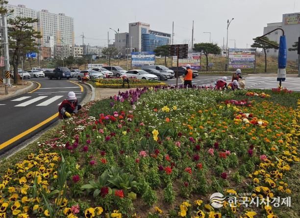 나주시가 쾌적한 도시경관 조성을 위해 주요 교통섬 6개소와 대형 화분 등에 금잔화, 페츄니아, 비올라 등 봄꽃을 식재했다.