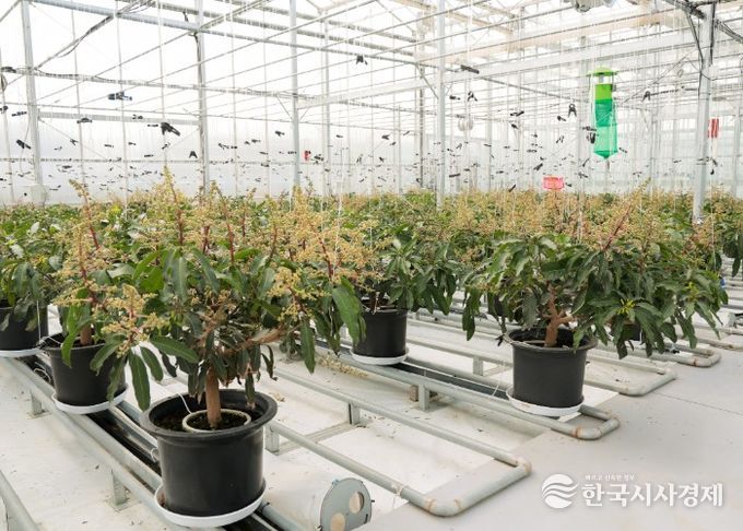 아열대실증시험온실 애플망고