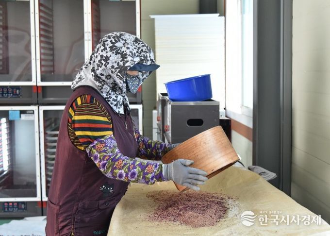 청송군, 이상기상 맞서 사과 안정 생산 총력... 꽃가루 배부