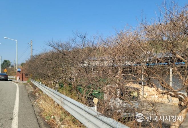 순천시, 배롱나무 전정으로 명품 가로수길 조성