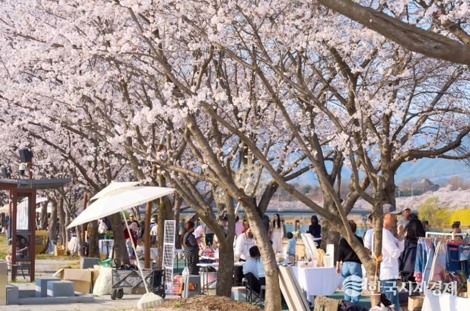 100만이 찾은 봄, 3색 봄꽃의 도시 구례