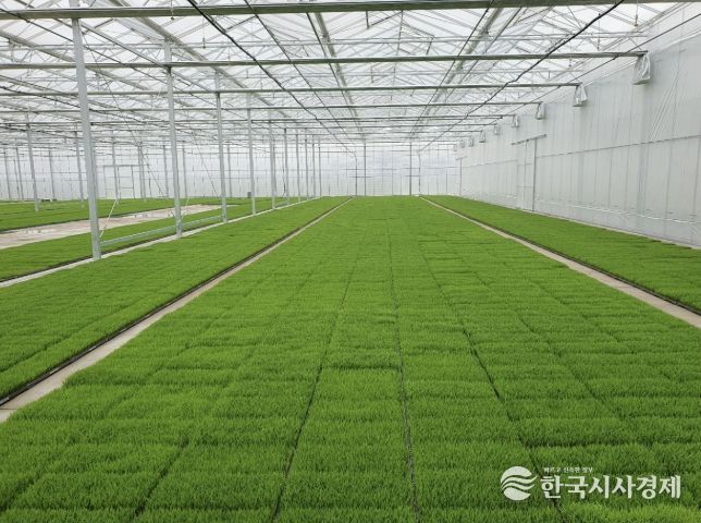 고품질 여주쌀 생산을 위한 볍씨소독 및 적기 못자리 설치