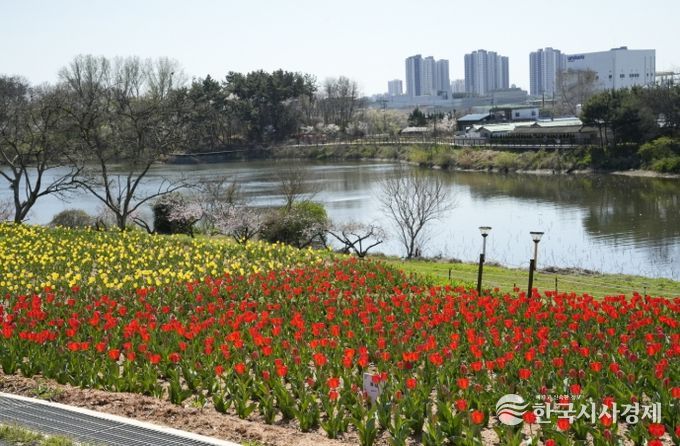익산 신흥공원 '튤립' 활짝