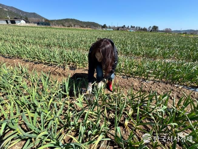 장흥군, 양파·마늘 재배지 생육관리 당부