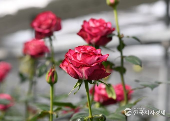 신품종 스타가넷 모습