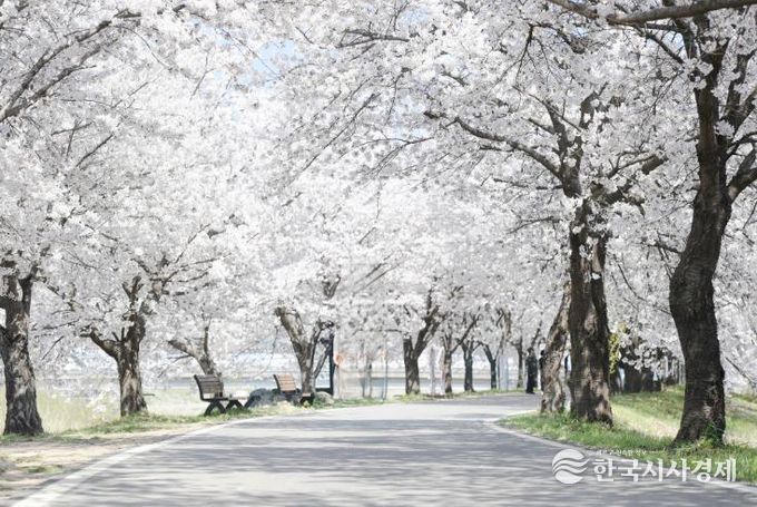 음성군, 일상 속 쉼표가 되는 ‘걷기 좋은 길 10선’ 선정(4)_감곡면 청미천 벚꽃길 전경