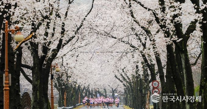 진안군, 우중(雨中) 속 신비로운 벚꽃 러닝.. '2026 진안 벚꽃&웰니스 힐링 런트립' 성료