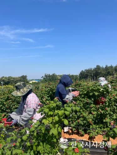 복분자 수확현장