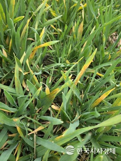 맥류 안정 생산의 핵심 ‘예방이 최선, 적기 방제 중요’