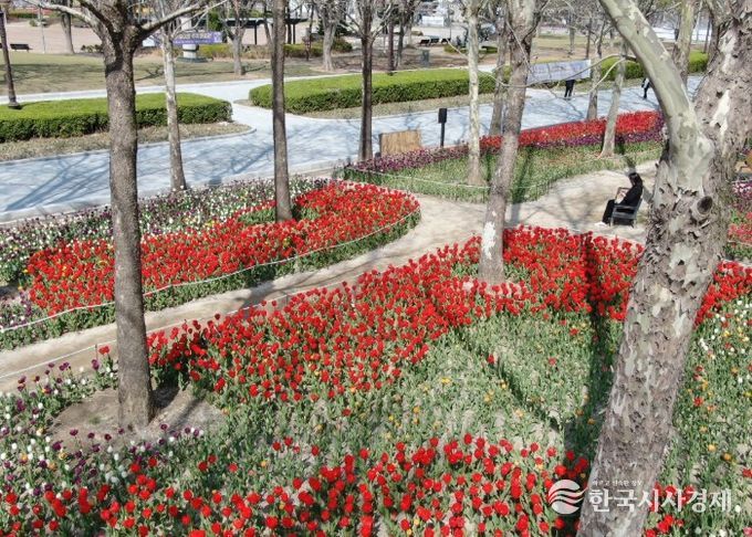 평촌중앙공원 새단장…포장 정비 마치고 봄꽃 ‘활짝’