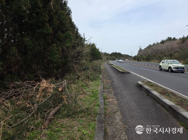 제주도, 봄철 도로변 잡목 집중 제거로 운전자 시야 확보