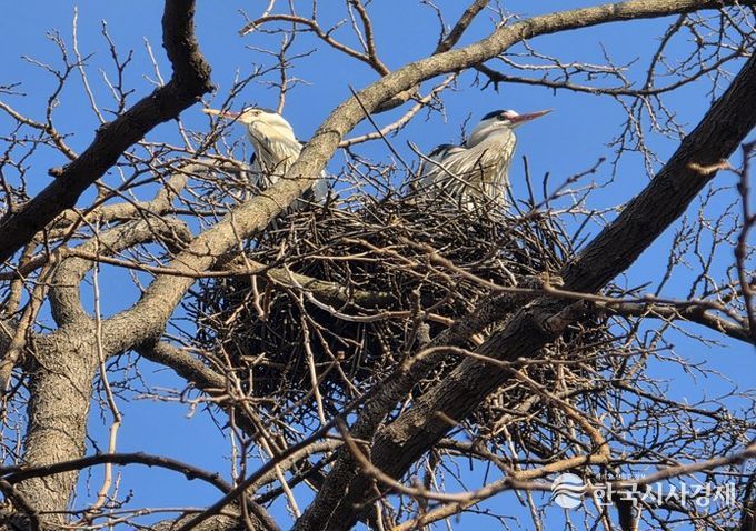 (여의도샛강) 왜가리 포란 장면(촬영일 : 3월 10일)