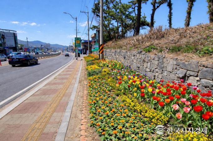 강화군, 길 위에 봄을 심다… 48국도변 2만여 본 봄꽃 식재