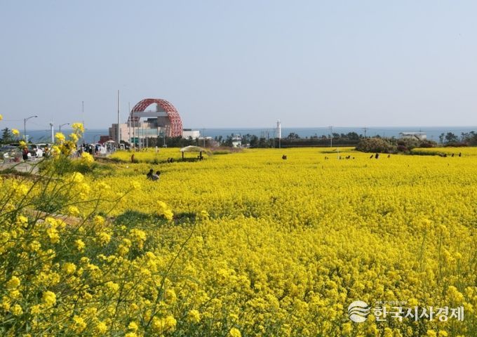 유채꽃이 만발한 호미곶 경관단지 전경.