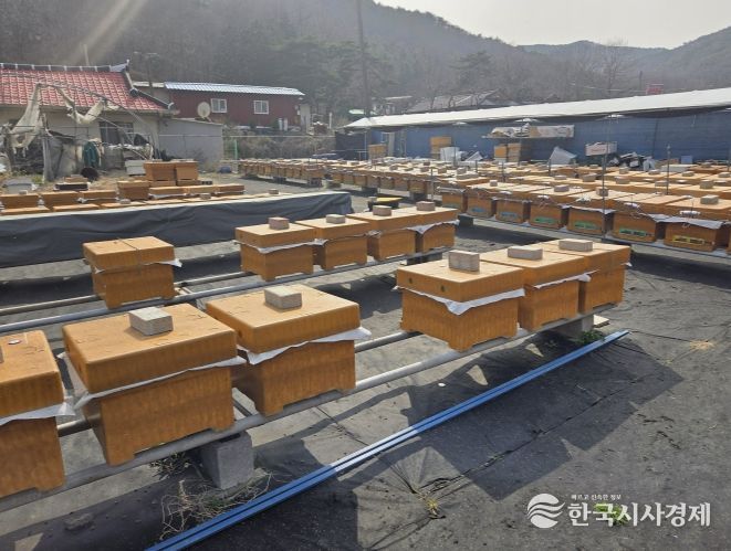 양봉 사육장 전경 사진