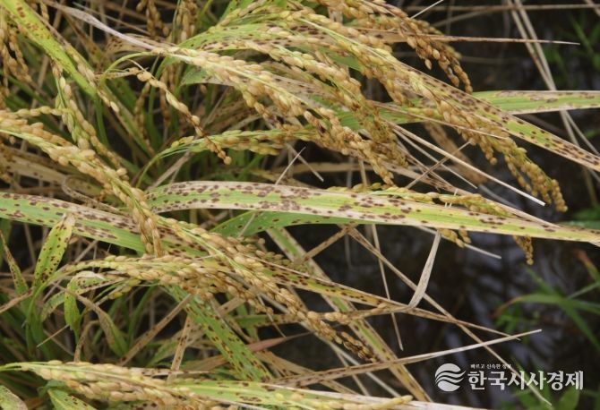 부여군 깨씨무늬병 토양관리 현장