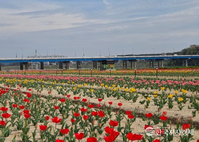 여주시민공원 아름다운 튤립, 주말 만개 기대